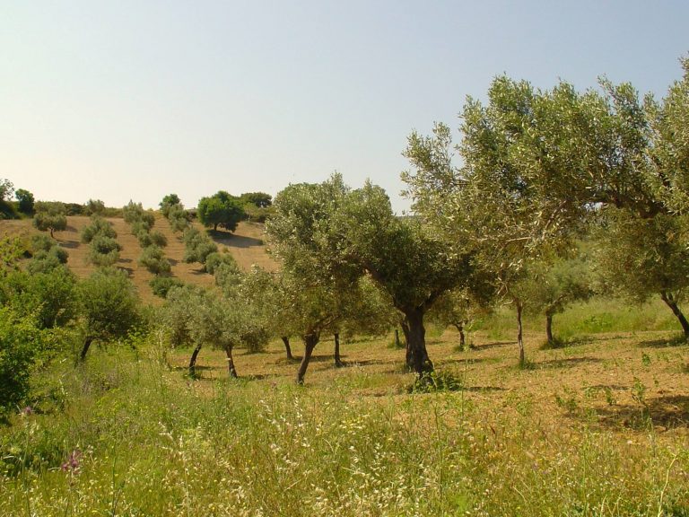 Ελαιοκομικό Μητρώο | Δηλώσεις Συγκομιδής Ελαιοκάρπου