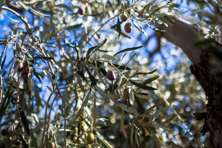 Οδηγίες & Έγγραφα για το Ελαιοκομικό Μητρώο | ΔΑΟΚ ΠΕ Δυτικής Αττικής
